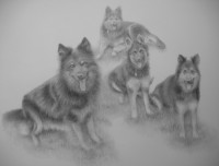 /album/fotogaleria/a4-psiky-22-8-2015-jpg/